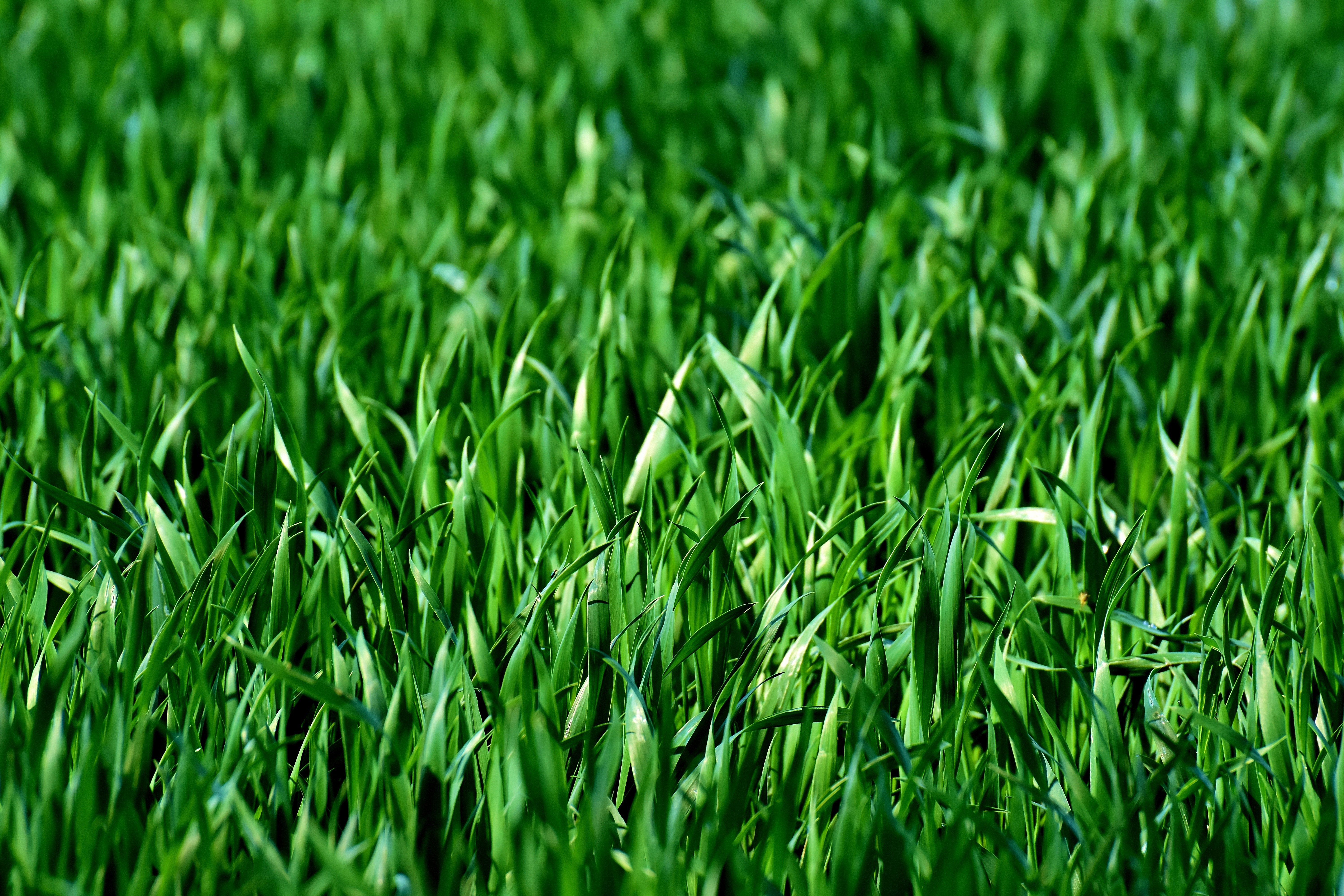 Green Grass Background